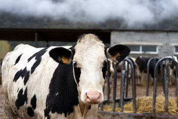 Black and white cows looking at the camera on a farm on a gloomy, cloudy day