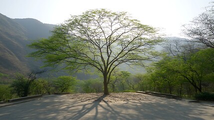photo from mirrorless camera, 45mm lens, dramatic light casting shadows from solitary tree on dry parched ground with soft sky background