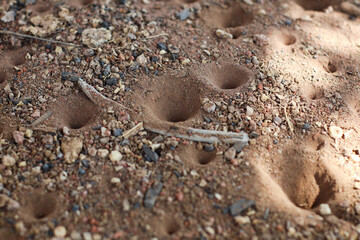a close-up view of multiple antlion pits on dry sandy ground with small rocks and natural debris