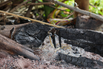 a close-up shot of burned wood remains on dry soil, showing natural charcoal texture and ashes.