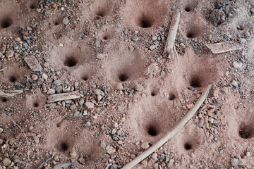 cone-shaped pits created by antlion larva in sandy soil, used to trap ants and small insect.