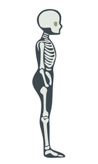 Full Body Human Skeleton Anatomical Chart Illustration