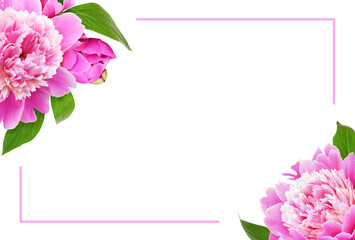 Pink peony flowers and bud in floral corner arrangements with  frame isolated on white or transparent background