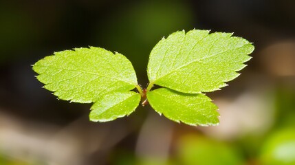 Clean botanical leaf shot with high contrast background, shot with DSLR camera and flash lighting, dark shadowed backdrop emphasizing leaf texture and symmetry