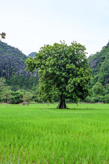 Fresh green rice paddies and rice fields in the south of Laos, with the background of a foggy cloudy mountain, Khammuane Province, Laos   