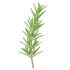 Fototapeta premium Aromatic Sprig Of Fresh Rosemary Herb With Needle Like Leaves Against Transparent Background
