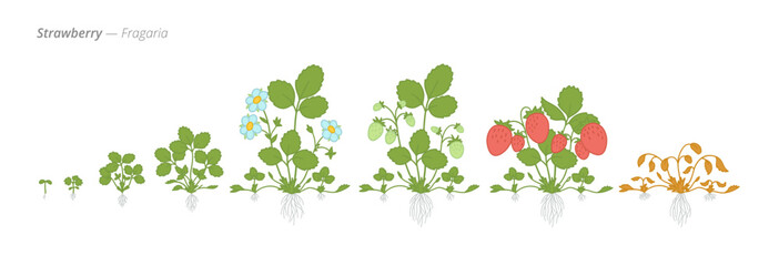 Growth stages of strawberry plants illustrations