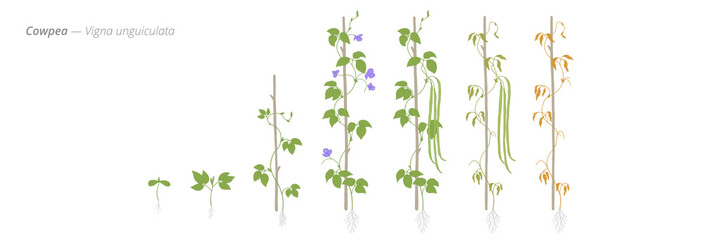 Visualizing cowpea growth stages from seed to harvest