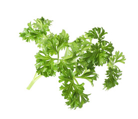 Sprig of fresh parsley isolated on white
