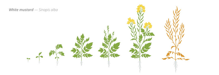 Growth stages of white mustard from seed to harvest