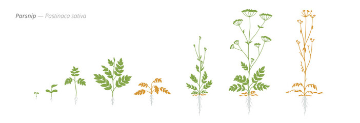 Growth stages of parsnip plant from seed to harvest