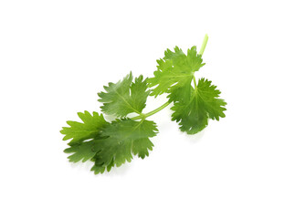 Sprig of aromatic cilantro isolated on white