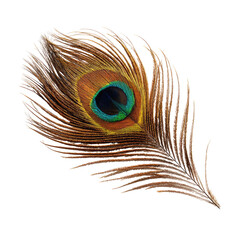 Obraz premium Detailed peacock feather, vibrant colors