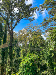 Canopy Walk, zipline and biking in the tropical rainforest jungle, La Foret in Laos