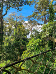 Canopy Walk, zipline and biking in the tropical rainforest jungle, La Foret in Laos