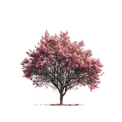 Naklejka premium Pink flowering tree, full bloom, isolated