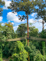 Canopy Walk, zipline and biking in the tropical rainforest jungle, La Foret in Laos