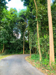 Canopy Walk, zipline and biking in the tropical rainforest jungle, La Foret in Laos