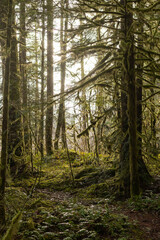 Fototapeta premium Moss Dream