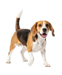 Beagle dog standing and looking cheerful with tail wagging cutout isolated on transparent bg, png