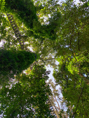 Canopy Walk, zipline and biking in the tropical rainforest jungle, La Foret in Laos