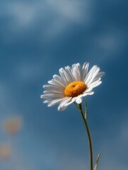 Serene Daisy Against Azure Sky: A Simple Beauty Capturing the Essence of Summer with Delicate Petals and Bright Joyful Lightness.