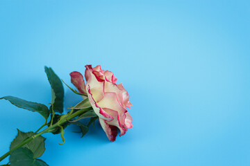 Close-up of roses laying on a blue tabletop