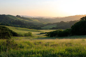 Fototapeta premium Rolling hills landscape at sunset with golden light and tall grass in California