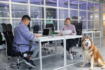 Colleagues working together in the office and a dog sitting near
