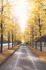 Obraz premium Trams trail a tree lined avenue ablaze with autumn hues in Prague, blending historic charm with nostalgic flair in the city iconic public transport network