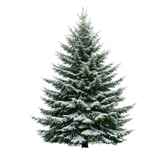Fototapeta premium A tall green spruce tree covered in fresh white snow isolated on transparent background
