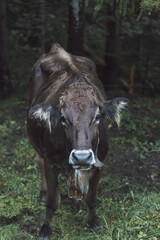 Close-up of a cow with horns and a bell in a forest