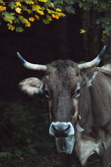 Close-up of a cow with horns and a bell in a forest