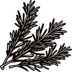 Hand drawn rosemary sprig illustration in black and white botanical herb engraving