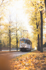 Vintage trams glide down a tree lined avenue ablaze with autumn hues in Prague, blending historic...