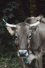 Close-up of a cow with horns and a bell in a forest