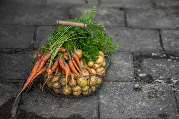 Frisch geerntete Kartoffeln und M&ouml;hren im Drahtkorb