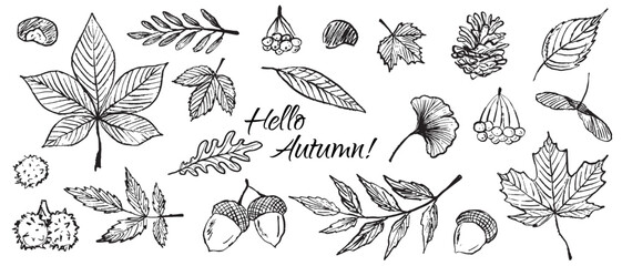 Hello autumn set of autumn leaves in black brush stroke texture isolated on white. Hand drawn vector sketch illustration in vintage charcoal ink. Rowan leaf, chestnut, Ginkgo biloba, ash, maple © Nataliya Pokrovska
