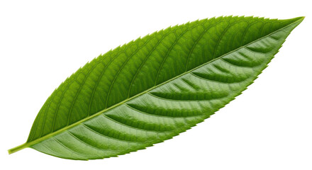 Isolated Leaf