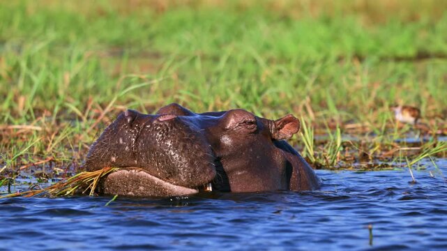 hippopotamus (Hippopotamus amphibius) feeding in Chobe River, Chobe National Park, Botswana, Africa