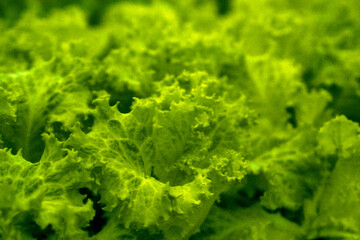 Leaf Lettuce (Lactuca sativa) – Vibrant Leaves. Growing Background, Background of green lettuce leaves.