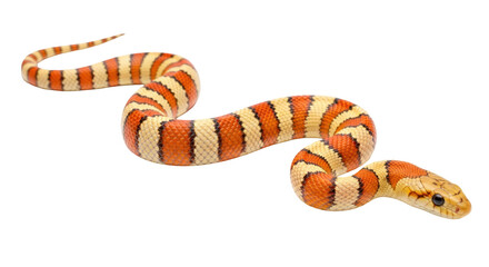 Isolated Bright Orange Corn Snake