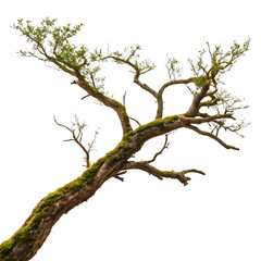 Fototapeta premium Gnarly old tree branch covered in green moss and small leaves isolated on transparent background