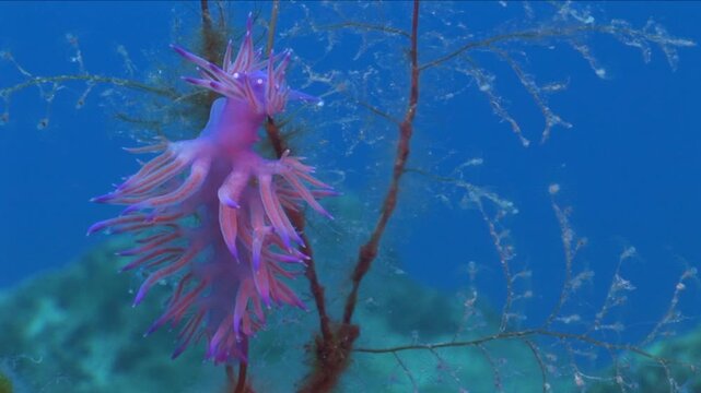 flabellina nudi branch underwater nudy