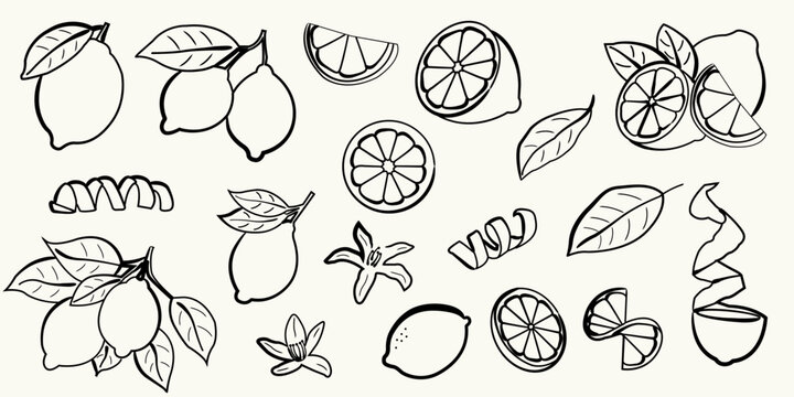 Hand drawn lemon illustrations. Whole lemons, lemon slices, zest spirals, citrus blossoms, and green leaves. Vector lemon in doodle style for summer design, recipe cards, kitchen print and packaging.