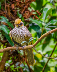 A Straw Headed Bulbul