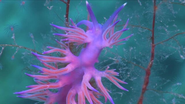 flabellina nudi branch underwater nudy