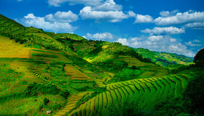 Rice fields on terraced with pine tree at sunrise in Mu Cang Chai, YenBai, Vietnam.