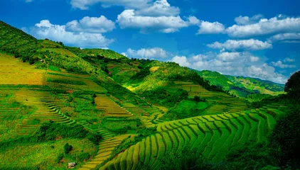 Selbstklebende Fototapeten Reisfelder Rice fields on terraced with pine tree at sunrise in Mu Cang Chai, YenBai, Vietnam.  © nuttawutnuy