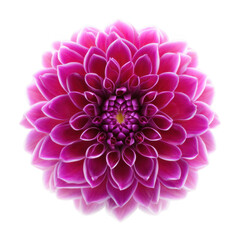 Close up of a vibrant pink dahlia flower with intricate petals isolated on transparent background